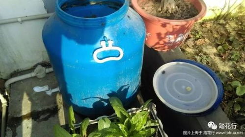 如何制作無(wú)臭菜籽餅有機(jī)肥 重要的事說(shuō)三遍 無(wú)臭 無(wú)臭 無(wú)臭