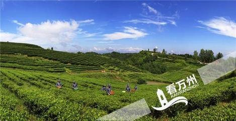 萬(wàn)州的這個(gè)產(chǎn)品,竟然賣到歐盟市場(chǎng)去了…